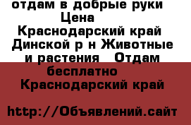 отдам в добрые руки › Цена ­ 1 - Краснодарский край, Динской р-н Животные и растения » Отдам бесплатно   . Краснодарский край